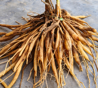  Shatavari (Asparagus Racemosus)